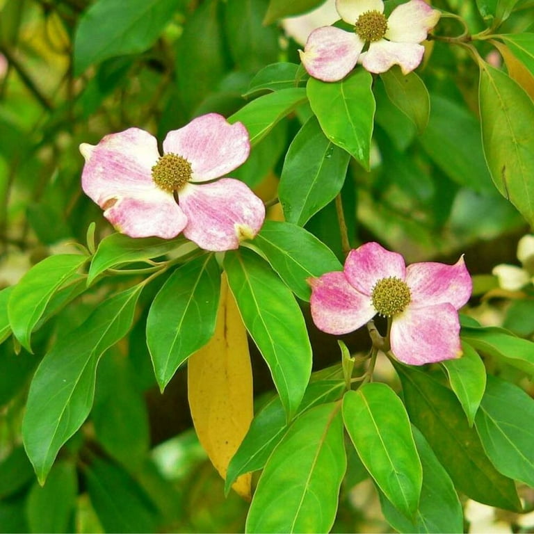 Expert Gardener 3-4 ft. tall Stellar Pink Dogwood Live Tree in 7