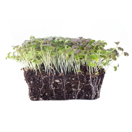 Colorful Mustard Microgreens Seed Mix - 1 Oz ~15 000 Seeds - Blend of Green Purple and Red Mustard Seeds