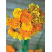 Burpee Bright Lights Mix Cosmos, Annual Flower Seed, Full Sun