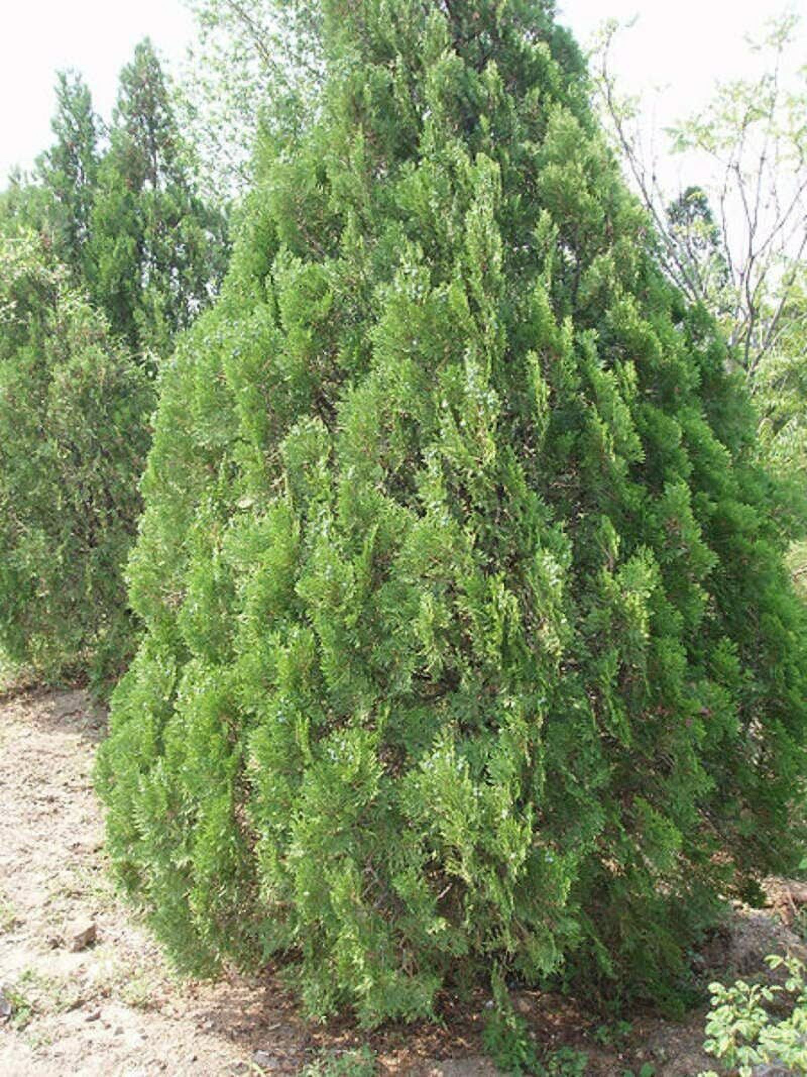 40 Oriental Arborvitae Tree Seeds for Planting Platycladus orientalis - image 3 of 4
