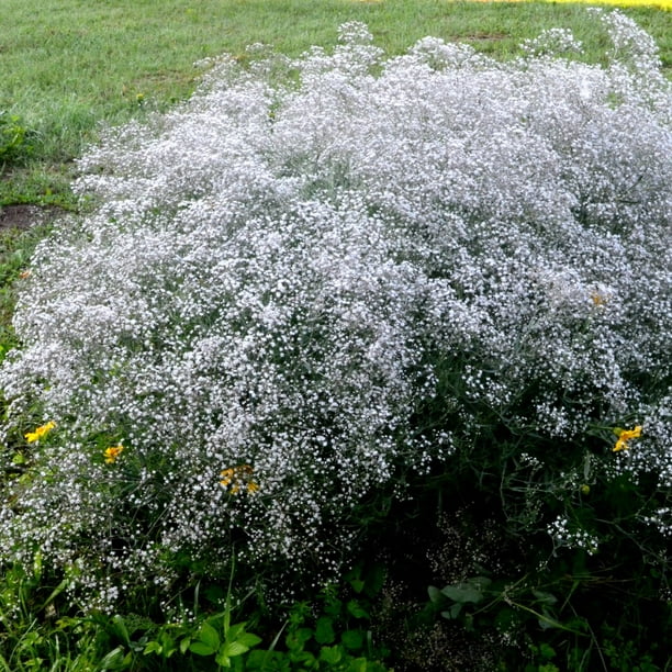 Snowy White Baby S Breath Flower Touch Of Eco Perennial Flowers 6 Bulbs Up 36 Tall Walmart Com Snowy White Baby S Breath Flower Touch Of Eco Perennial Flowers 6 Bulbs Up 36 Tall Walmart Com