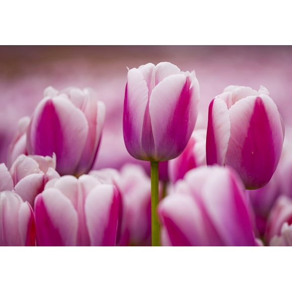 10 Pink and White Tulip Bulbs for Planting - Easy to Grow - Ships from Iowa, USA