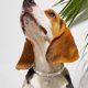 thumbnail image 5 of (m, Blanc) Collier En Cristal Pour Animaux,colliers D'animaux De Compagnie En Strass,collier Chat,bling Colliers Pour Chiens Paillettes,pour Chie, 5 of 5