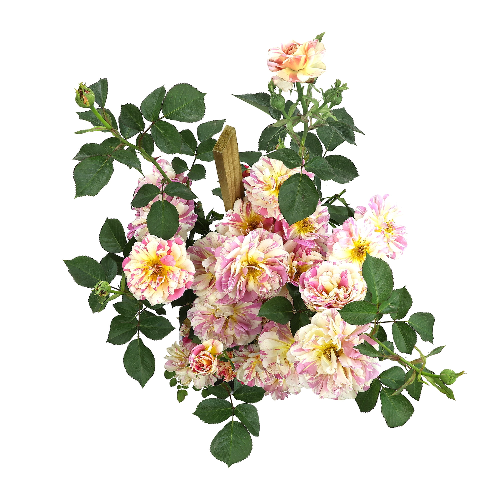 True Bloom 'True Delight' PP28929 Pink & Yellow Rose Bush, 8Qt. Pot, Live Garden Roses, Full Sun