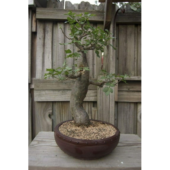 Baobab Bonsai Tree Seeds - 5 Seeds to Grow - Highly Prized Baobab Tree - Ships from Iowa. Exotic Indoor Bonsai Seeds to Grow