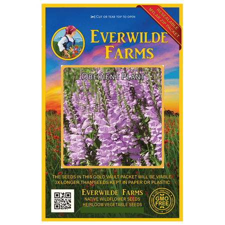 Everwilde Farms - 400 Obedient Plant Native Wildflower Seeds - Gold Vault Jumbo Bulk Seed