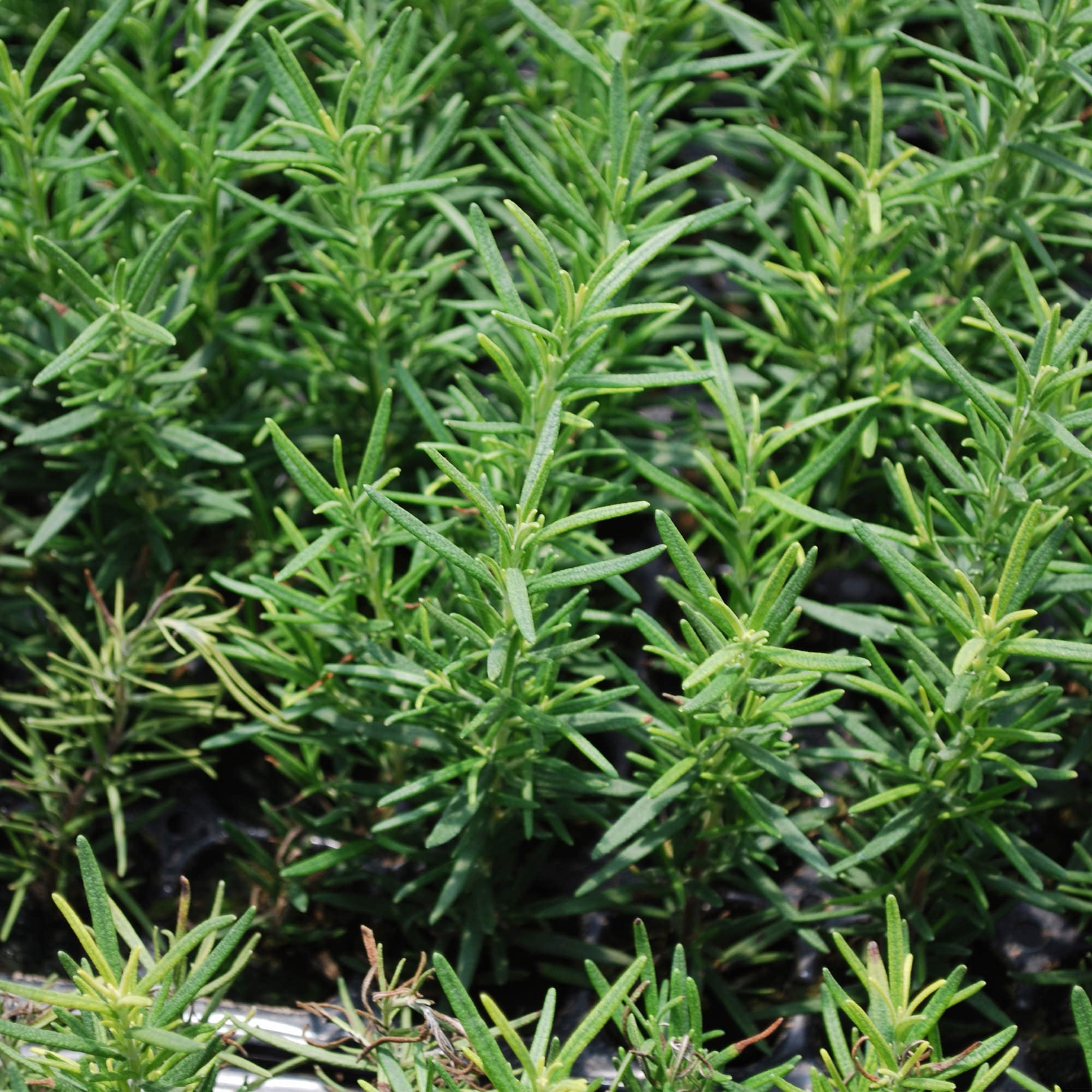 Bonnie Plants Rosemary, Plant in Containers, Easy-To-Grow, 8 in.
