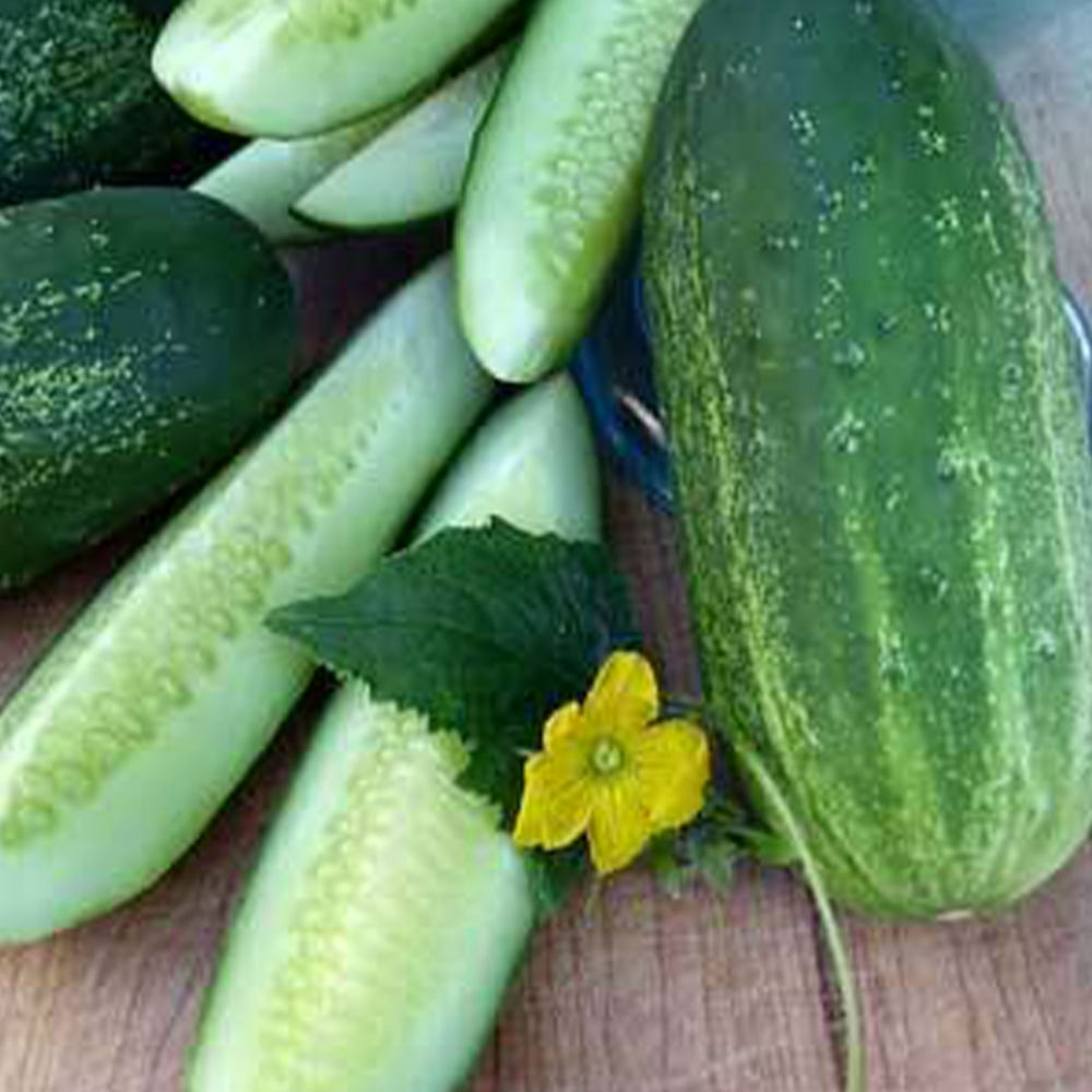 Organic Homemade Pickles Cucumber Seeds 1 g 30 Seeds Organic