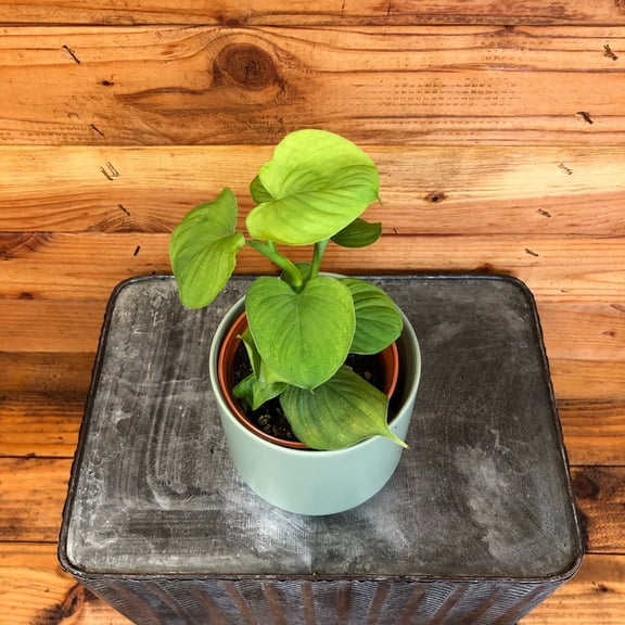 Philodendron fibraecataphyllum Peru, 4" Plant, The Plant Farm