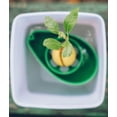thumbnail image 4 of AvoSeedo 0763461405615 Plant Pot Set, Evergreen & White, 4 of 7