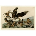 thumbnail image 3 of Audubon, John James 14x11 Black Modern Framed Museum Art Print Titled - Virginian Partridge, 3 of 5