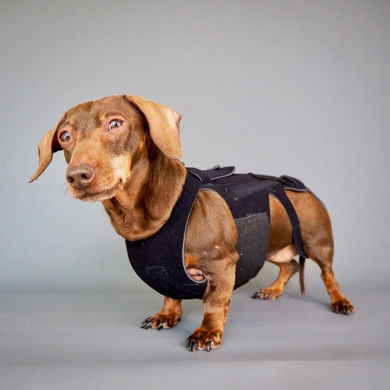 Lil back bracer for cheap dogs