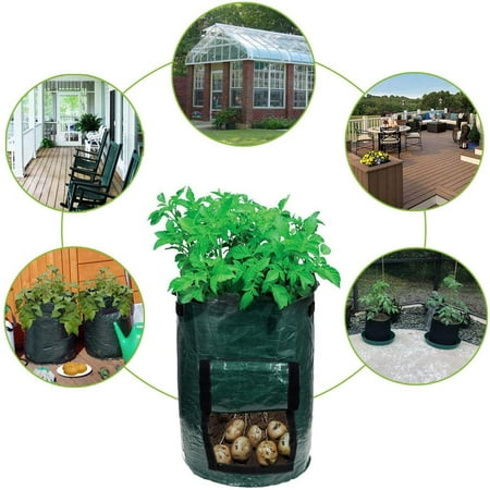 balconies radish taro planting