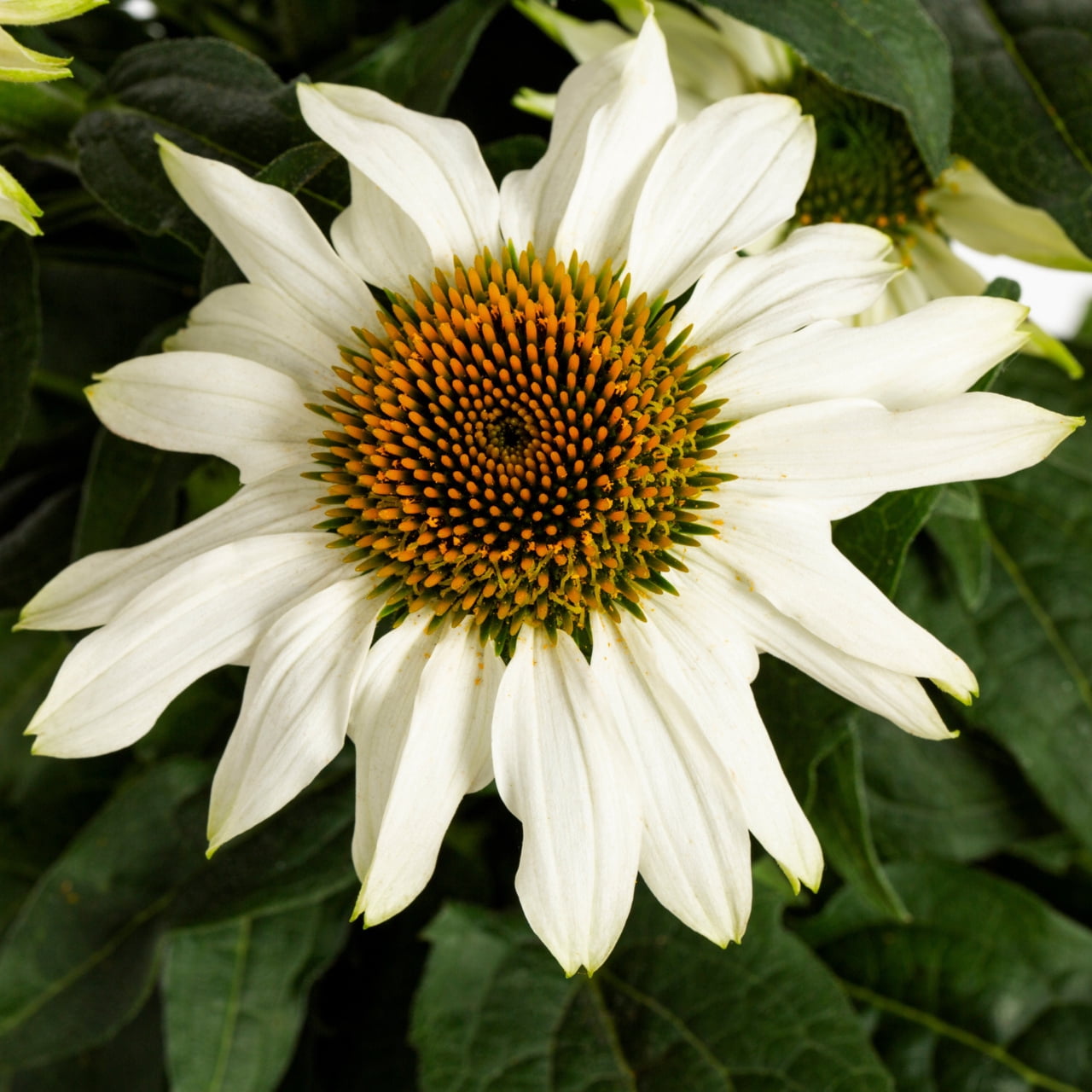 Expert Gardener 2QT White Echinacea Live Perennial Plant Sun 3-Pack