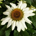 thumbnail image 3 of Expert Gardener 2.5QT White Echinacea Live Perennial Plant Sun 3-Pack, 3 of 6