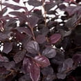 thumbnail image 3 of Loropetalum Ruby  3 Large Gallon Size Plants  Chinese Fringe Flower  Evergreen Flowering Shrub, 3 of 8