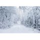 thumbnail image 3 of Fondos fotográficos con escena de nieve y árboles en el bosque invernal de Yeele para sesión fotográfica, decoración, fondos fotográficos para estudio fotográfico, 3 of 5