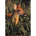 thumbnail image 2 of Posterazzi DPI1787809 Young Deer Laying in Grass Poster Print by Natural Selection Bill Byrne, 12 x 18, 2 of 4