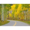 thumbnail image 2 of Gulin, Sylvia 14x12 White Modern Wood Framed Museum Art Print Titled - Colorado-Aspen-curved roadway near township of Aspen in fall colors, 2 of 4