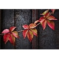 thumbnail image 2 of Del Santo, Francesco 14x11 Gold Ornate Wood Framed with Double Matting Museum Art Print Titled - Fall Colors, 2 of 4