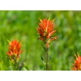 thumbnail image 2 of Wild, Jamie and Judy 18x15 White Modern Wood Framed Museum Art Print Titled - Washington State-Mount Rainier National Park Magenta Paintbrush, 2 of 4