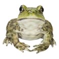 thumbnail image 1 of Figurine Hi-Line Gift Ltd American Bullfrog, poliresina verde, 1 of 7