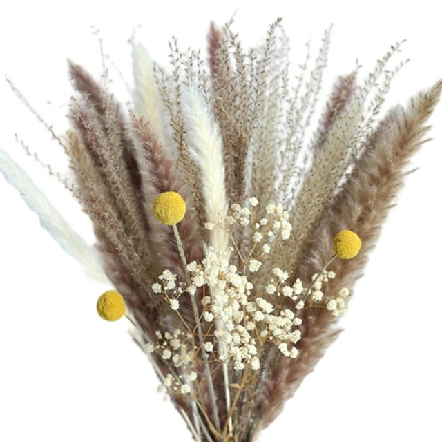 Ramo de flores de caña de phragmites, hierba de la pampa seca rústica Queen para jarrón. A