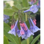 10 Virginia Bluebells Roots for Planting, Mertensia Virginica, Bell Shaped Flowers, Blue Flowers, Spring Planting, Hardy Perennials, Wildflower Garden
