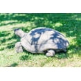 thumbnail image 2 of Hi-Line Gift Resin Animals Turtle Garden Sculpture, 2 of 5