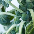 thumbnail image 3 of The Old Farmer's Almanac Long Island Improved Brussels Sprouts Seeds (Premium Heirloom, Non-GMO, Open Pollinated, Vegetable, Full Sun) - Approx 750 Seeds, 3 of 8