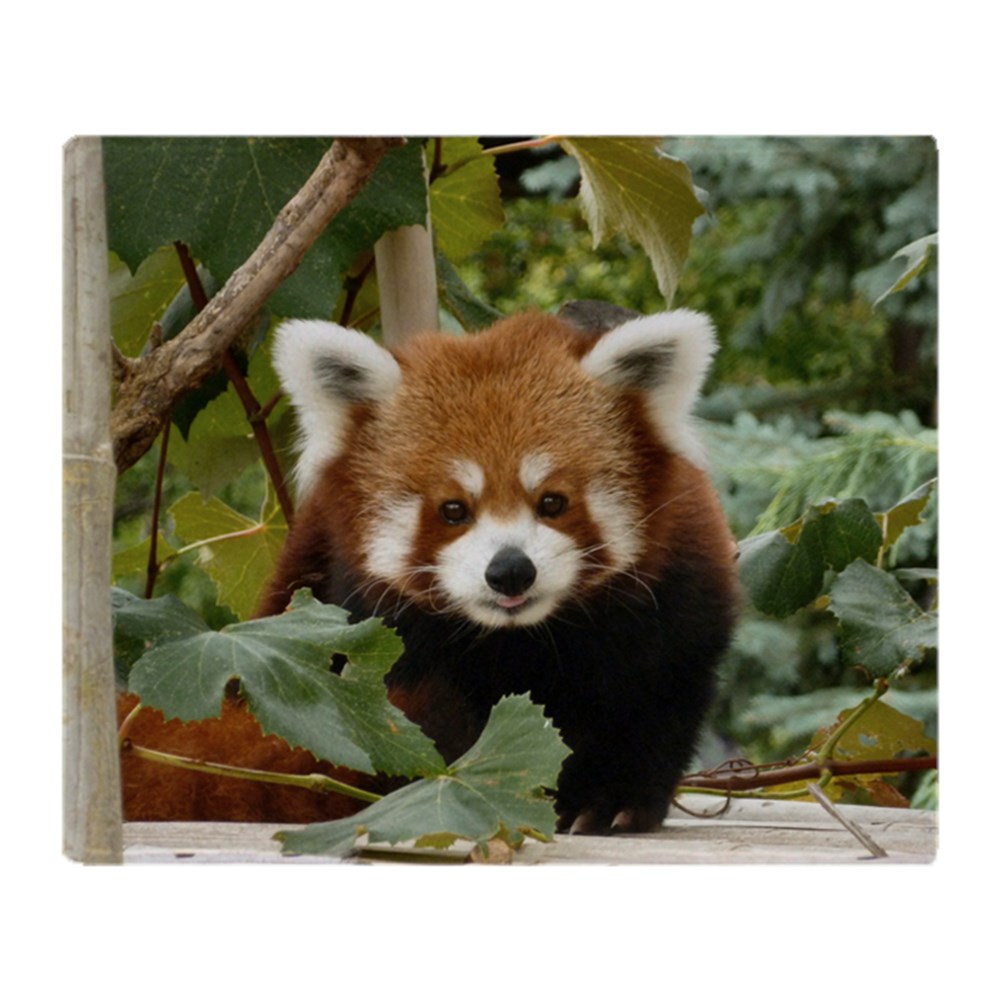 CafePress Red Panda Soft Fleece Throw Blanket, 50"x60" Stadium