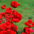 thumbnail image 2 of Easy to Grow Ranunculus Romance 20 Buttercup Plant Bulbs Spring Flowers, 2 of 3