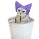 thumbnail image 3 of Gorro de ducha ajustable para gatos, accesorio para el baño, para uso doméstico, gorro de baño para gatos, accesorios para el aseo de gatos, 3 of 7