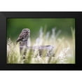 thumbnail image 2 of Redaelli, Marco 18x13 Black Modern Framed Museum Art Print Titled - Little Owl, 2 of 5