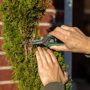 Expert Gardener Snipping Shea