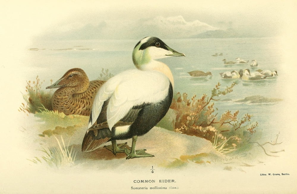 Birds Of The Britis