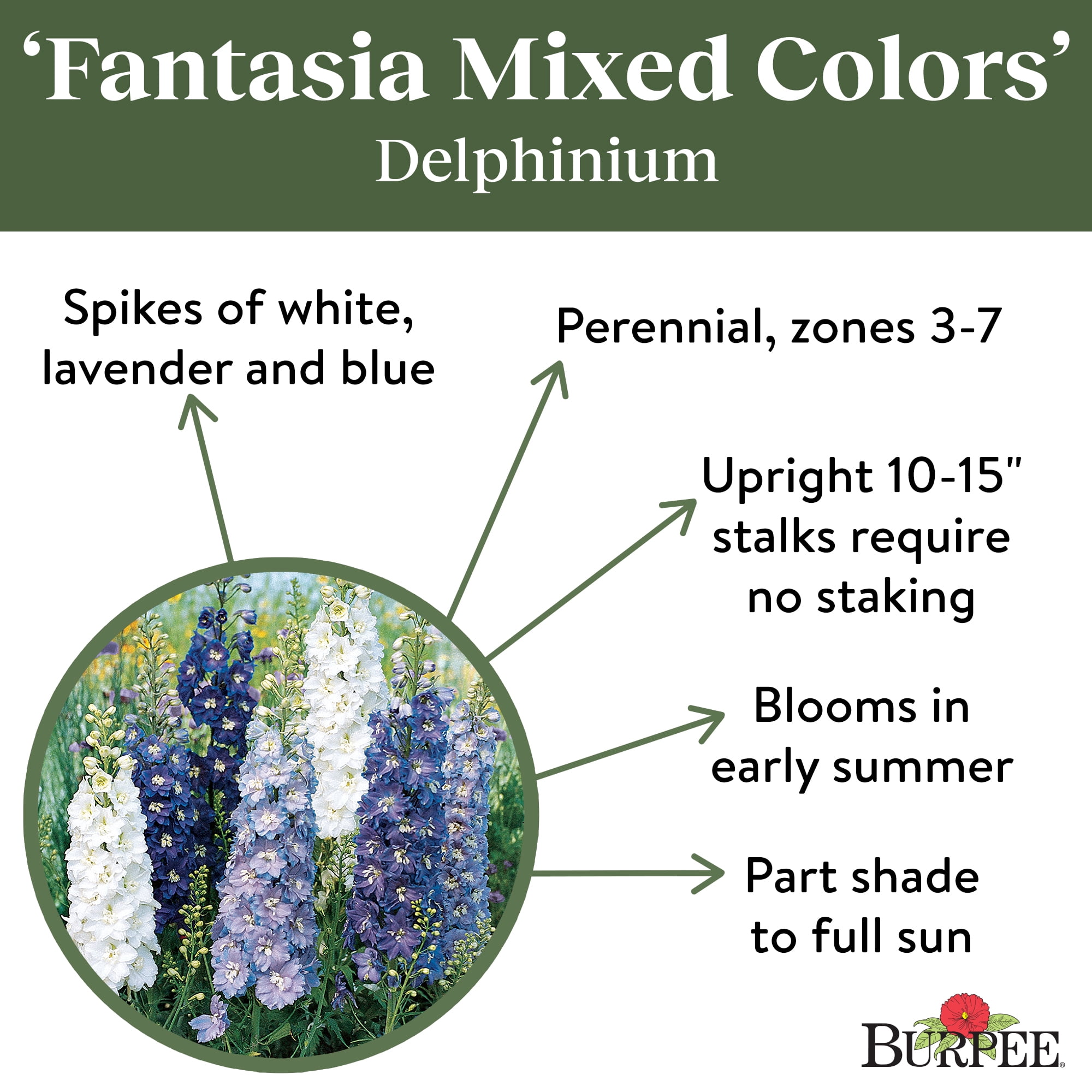 Burpee Fantasia Couleurs Mélangées Par - Delphinium