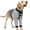 Blue Stripes, variant on NCY Dog Recovery Sleeve with Elbow Protector,Dogs Shirt Stop Licking Joints,Pet Long Sleeve Suit Protecting Dog's Front Leg Arm Wounds Cover Skin Conditions Blue Stripe XL