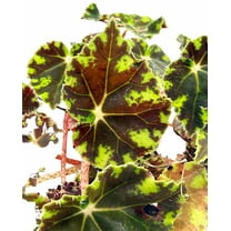 Bower's Black Begonia Plant - 2.5" Pot - Terrarium/Fairy Garden/House Plant