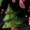 Christmas Tree Candy Cane, variant on Psesaysky Valentine's Day Pink Love Print Women Golf Tennis Dress with 2 Pockets Causal Slim Fit Zip Stand Collar Dress with Built in Shorts Quick Dry Workout Athletic Dresses