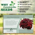 thumbnail image 6 of Outsidepride 200 Coleus Wizard Velvet Red Plant Seeds, 6 of 9