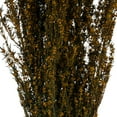 thumbnail image 3 of Vickerman 22-26" Aspen Gold Grabia, 5-6 oz Bundle, Preserved, 3 of 4