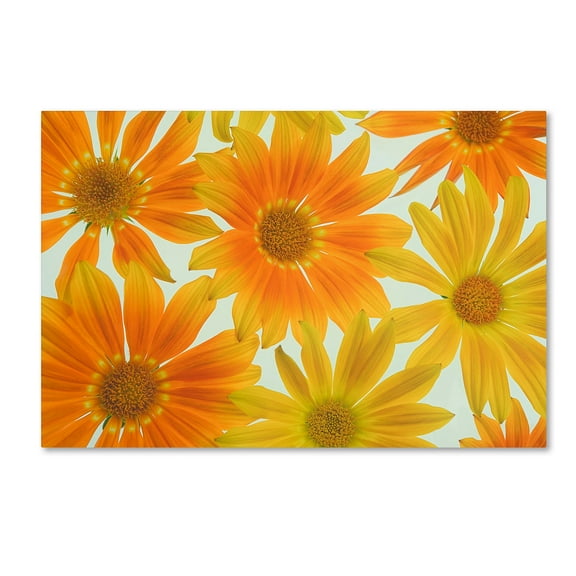 Trademark Fine Art 'Orange Daisies' Canvas Art by Cora Niele