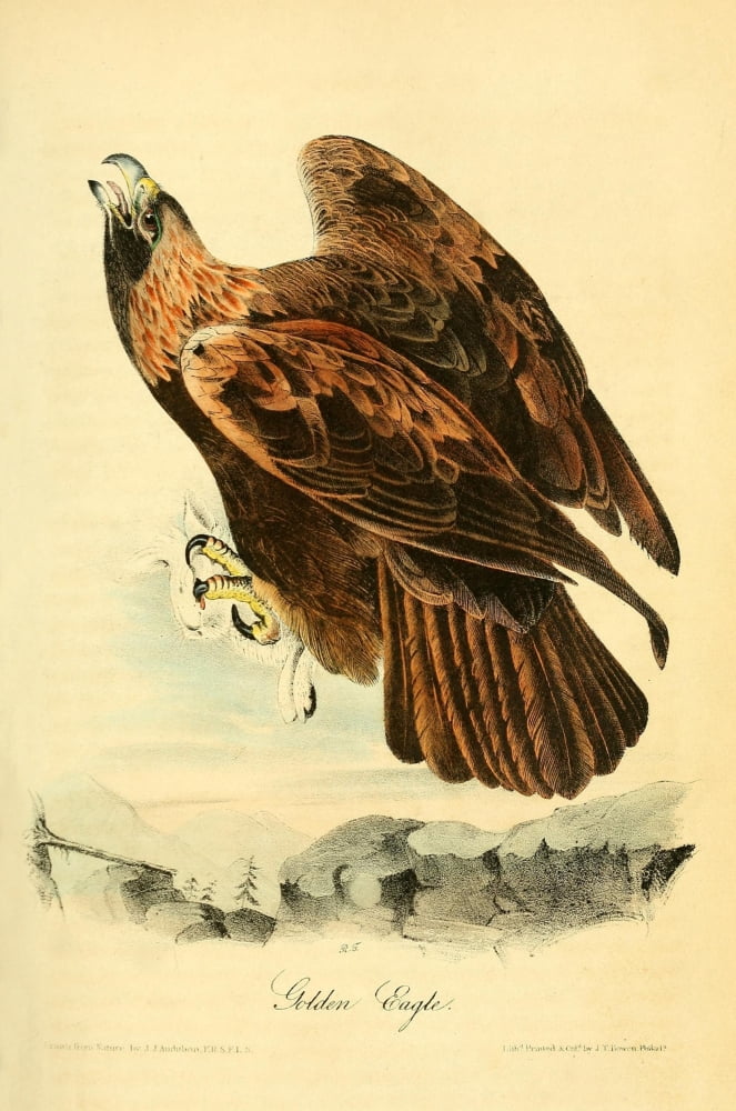 Birds Of America 18