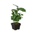thumbnail image 7 of Arabica Coffee Plant "Coffea" - Live Air-Purifying Indoor Plant in Nursery Pot – Easy Care, Low Maintenance Houseplant for Home & Office Decor, Natural Air Cleaner, Best for Beginners (6"Pot), 7 of 7