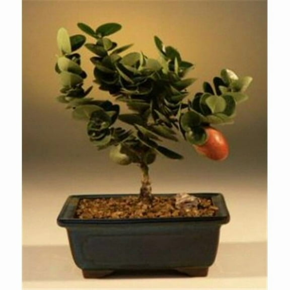 Flowering Dwarf Plum Tree - Carissa Macrocarpa - Small