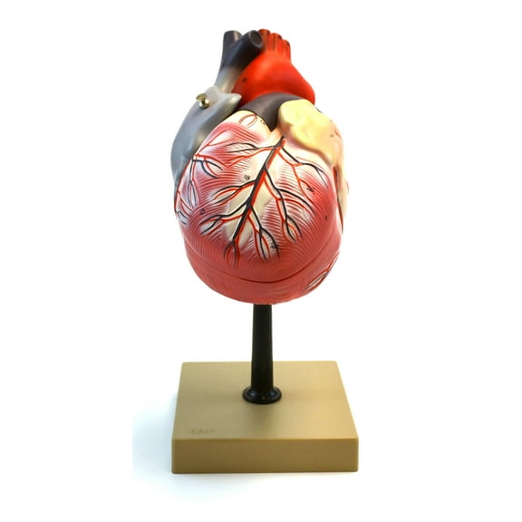 Eisco Labs Human Heart Model, 2x Life Size, 3 Part, 12" Tall
