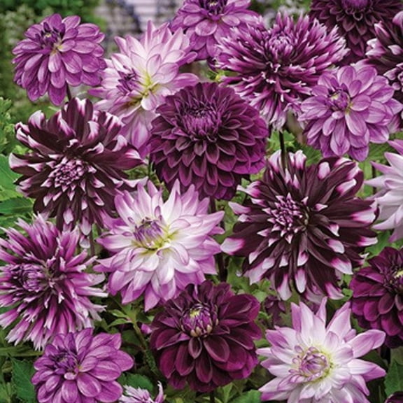 Midnight Party Dahlia Blend Flower Bulbs - 5 Tubers per Pack - Deer Resistant - Good as Cut Flowers - Grows Well in Containers - Easy to Grow Live Plants - Outdoor Garden