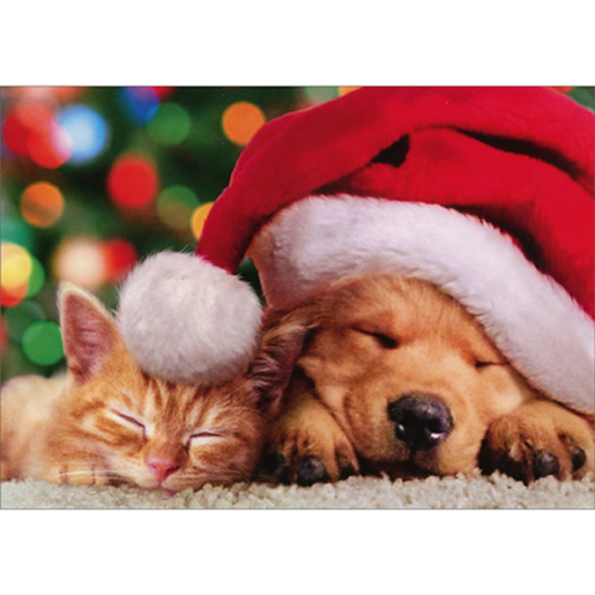 Santa Cat With Cookies Christmas Cards - Box Of 10 Funny Holiday Greeting Cards With Envelopes
