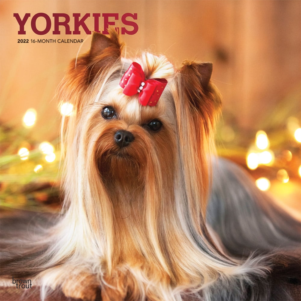 2022 Yorkshire Terriers Sticker Wall Calendar by Bright Day 